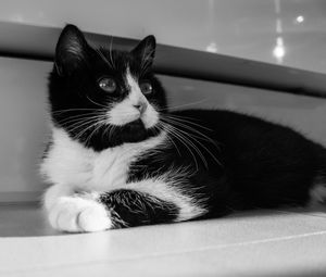 Close-up portrait of cat at home