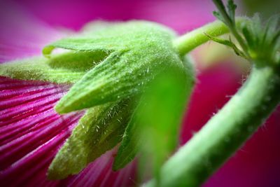 Close-up of pink rose on plant