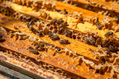Close-up of bee on honey