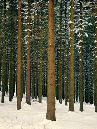 Pine trees in forest during winter