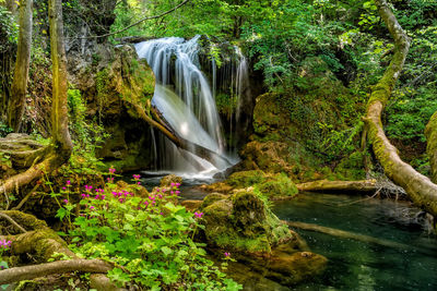 Scenic view of waterfall in forest