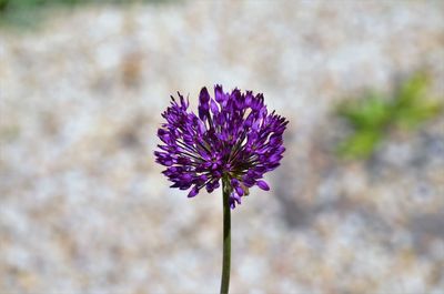 Close-up of purple flowering plant