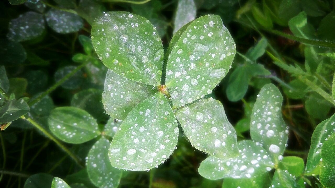 drop, water, wet, freshness, growth, dew, leaf, fragility, close-up, beauty in nature, raindrop, nature, plant, rain, water drop, droplet, green color, weather, purity, season