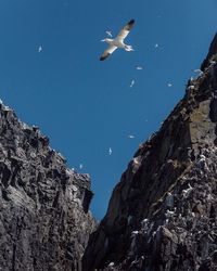 Low angle view of gannets flying over rocks