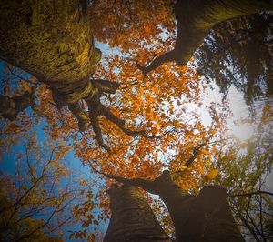 Low angle view of trees against sky during autumn