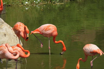 Flamingos in a lake