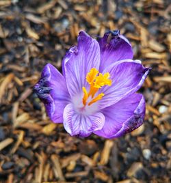 Close-up of purple flower