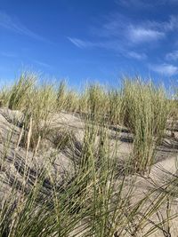 Grass growing on field against sky