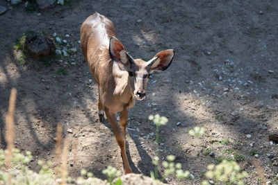 High angle view of greater kudu standing on land