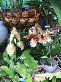 Close-up of potted plants