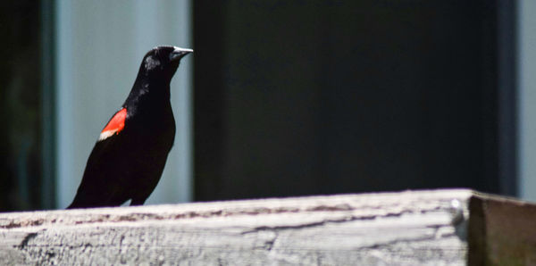 Close-up of bird perching on wood