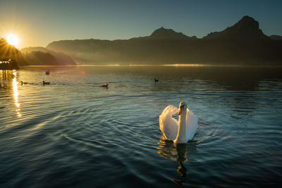 View of ducks swimming in lake