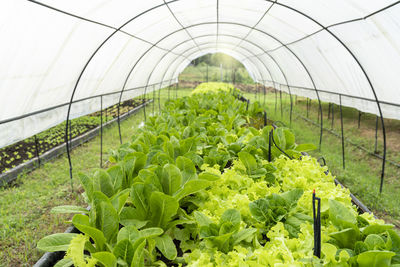 Plants growing in greenhouse