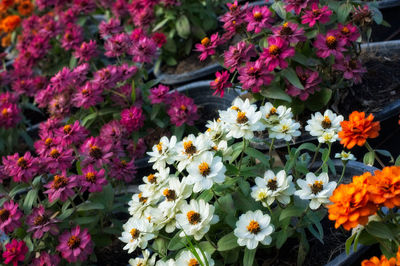 High angle view of pink flowering plants