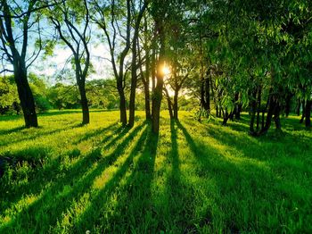 Trees on field