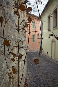 Close-up of dry leaves on tree against building