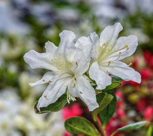 Close-up of flower growing on tree