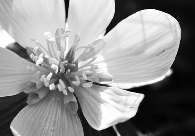 Close-up of flower blooming outdoors