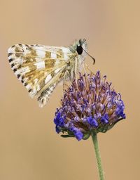 Close-up of butterfly on purple flower