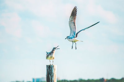 Birds flying against sky