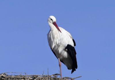 Low angle view of bird perching against clear blue sky