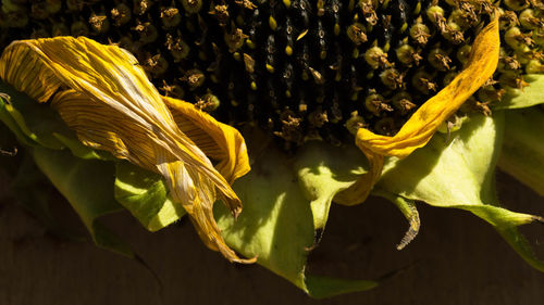 Close-up of wilted sunflower on plant