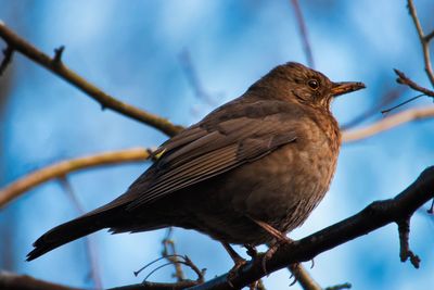 Low angle view of bird perching on branch