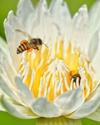 Bumblebee on flower