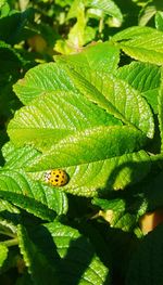 Close-up of ladybug on leaf