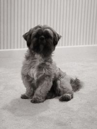 Close-up of dog sitting on floor