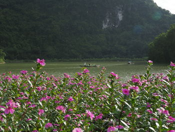 Pink flowering plants growing on land