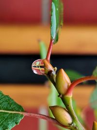 Close-up of flower bud