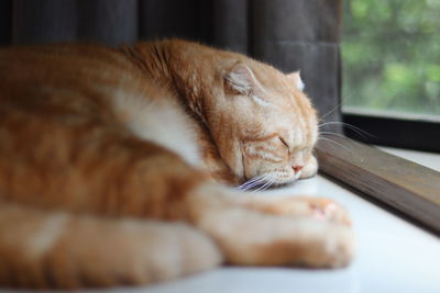 Close-up of cat sleeping