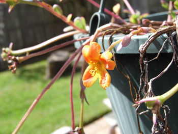 Close-up of flowers