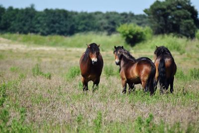 Horses on field