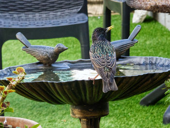 Close-up of birds perching on metal feeder