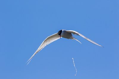 Low angle view of birds flying over white background