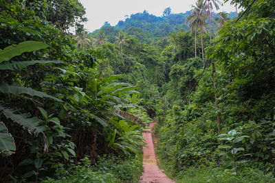 Scenic view of forest