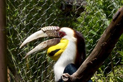 Close-up of hornbill in cage