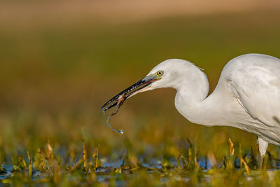 Side view of a bird in water