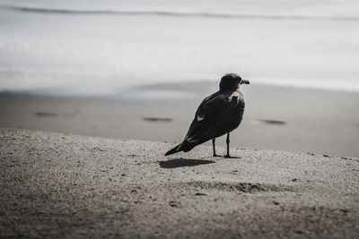 Bird perching on a beach