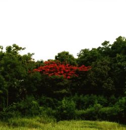 Red flowering plants and trees on field against clear sky