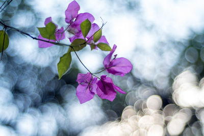 Close-up of pink flowering plant