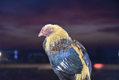 Close-up of bird perching on branch