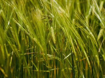 Full frame shot of wheat growing on field