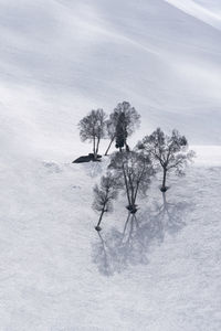 Trees on snow covered land