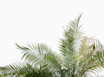 Low angle view of palm tree against clear sky