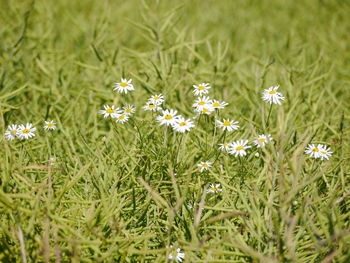 White flowering plants on field