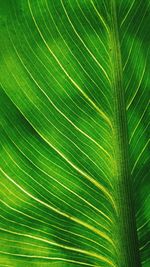 Full frame shot of green leaves
