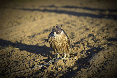Bird perching on a land